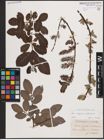 Foto von Salix caprea L. x Salix silesiaca Willd.